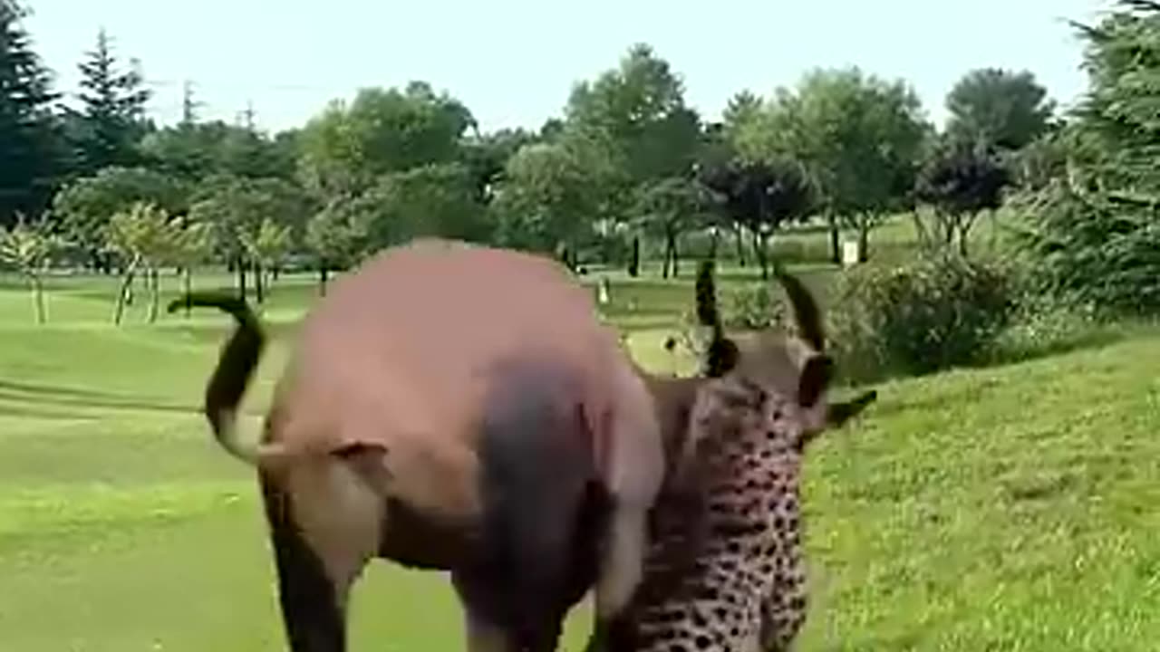 Antelope with two long horns vs. Leopard fighting competition around the nature...