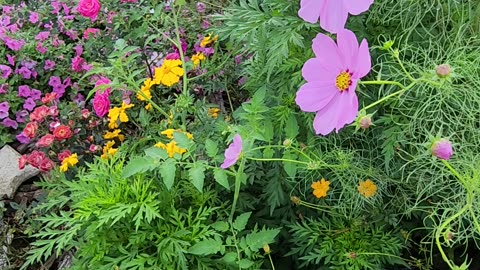"Hidden Corner of The Zone 13 Wildflower Area."