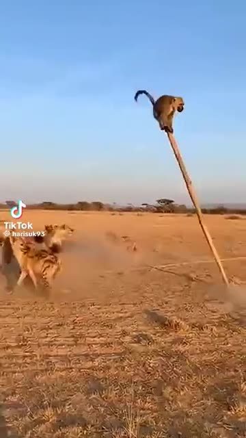 Animals funny comedy