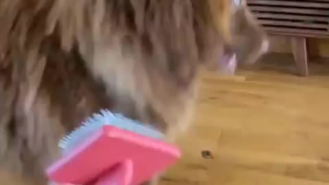 The rare brown Siberian Husky amazed everyone with its elegance.