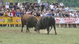 Medonja od Karamatića vs Soko od Koalicije Lukovac Grude 2025
