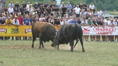 Medonja od Karamatića vs Soko od Koalicije Lukovac Grude 2025
