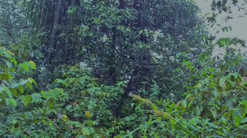 “Experience the deep sound of rain in the forest.