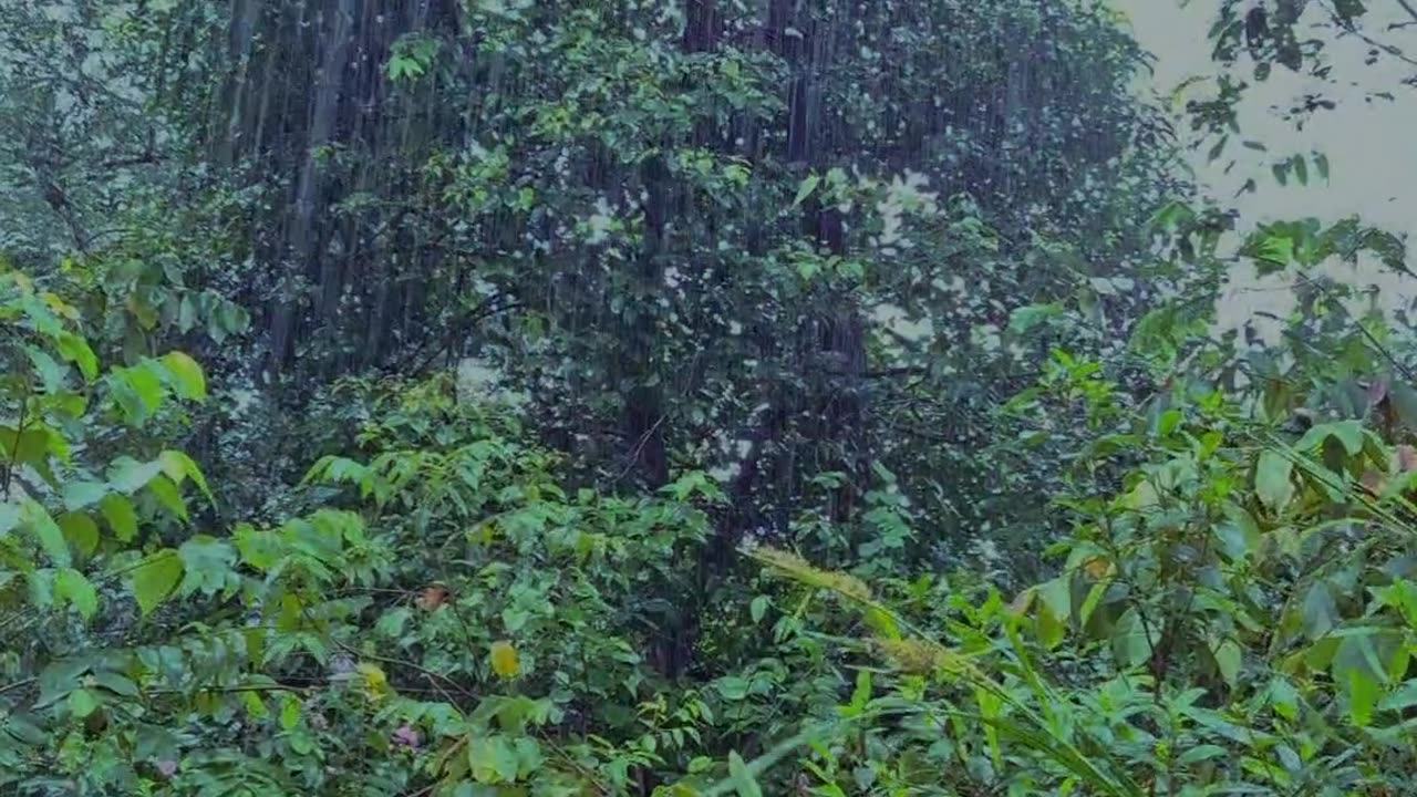 “Experience the deep sound of rain in the forest.
