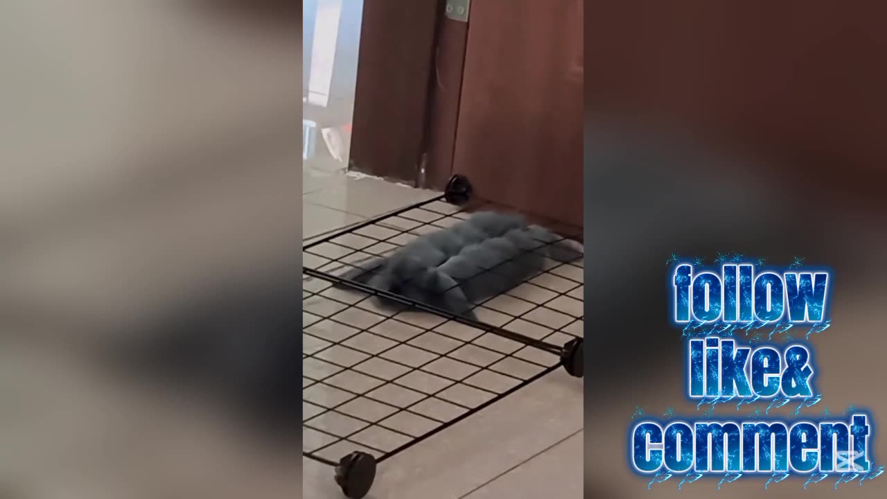 Animals Acting Human – Too Funny to Be Real!