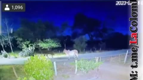 🌟👻 Bizarre Footage from Colombia! What's Happening? | TheHauntingHour