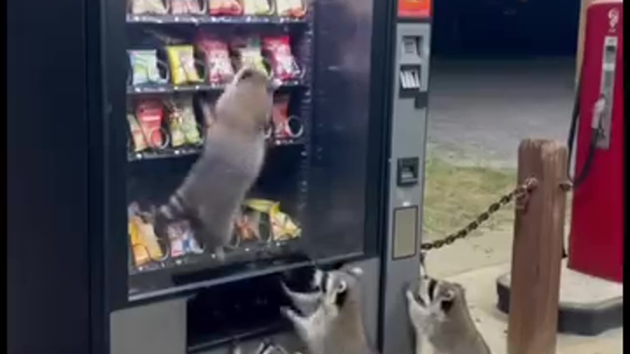 WWG1WGA 🫡We the people