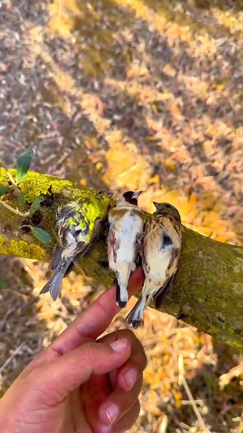 "Dreaming Feathers: A Serene Night with Birds Resting on Trees"
