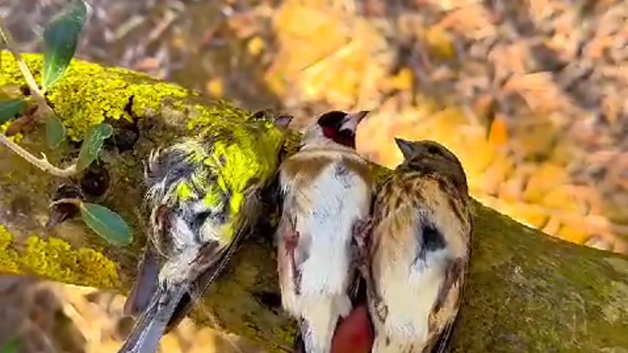 "Dreaming Feathers: A Serene Night with Birds Resting on Trees"