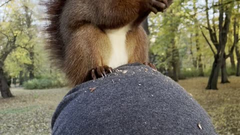 Trained Squirrel Eats on Man's Head