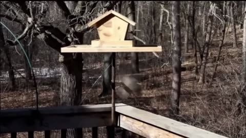 Animals getting zapped