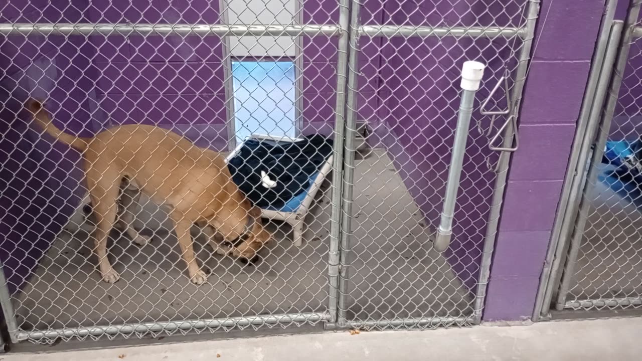 Tanner 1y Pet Id 944937 kennel 16 HSSAZ shelter he's a difficult one, but getting better20251205781