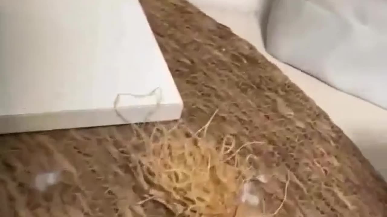 😱💥 He Got Caught Red-Handed! | FunFM