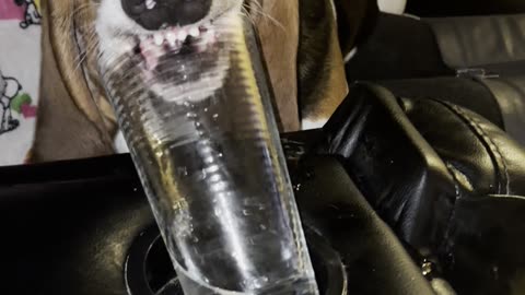 Dog Makes Funny Face While Drinking Water