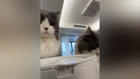 Funny cat Video Try not to laugh 😂