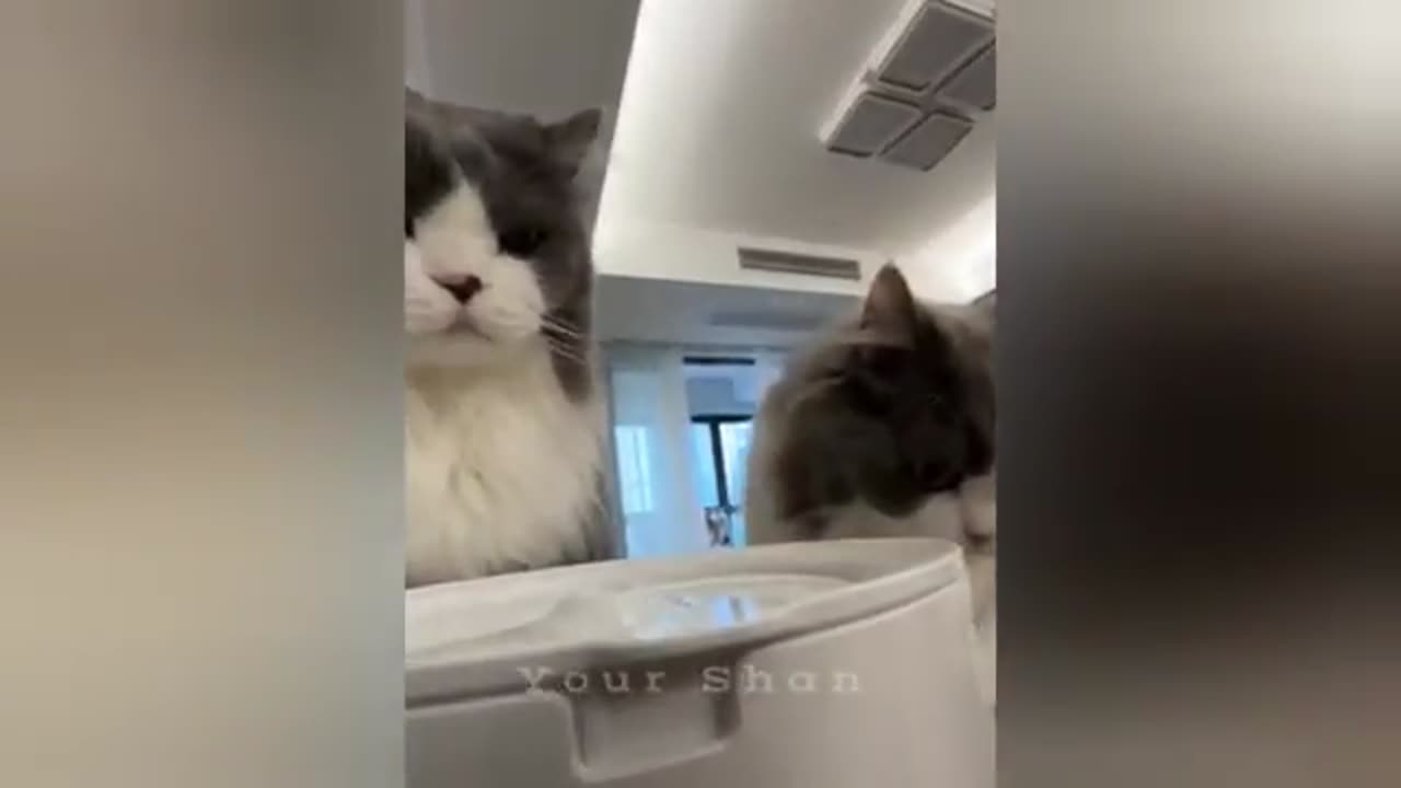 Funny cat Video Try not to laugh 😂