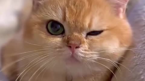 Dog's Comedy Videos 🤣 so cute videos and puppies comedy scenes 😂 so cute 🥰🥰🥰🥰