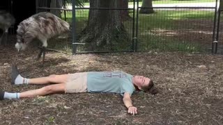 Her emus after she pretended to faint... 🤔😩😂🤣😅