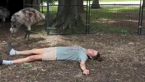 Her emus after she pretended to faint... 🤔😩😂🤣😅