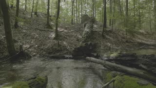 Fall Asleep in Minutes & Stop Overthinking | Primal Forest Stream | Delta Waves for Deep Sleep