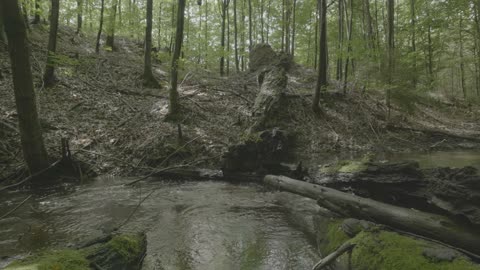 Fall Asleep in Minutes & Stop Overthinking | Primal Forest Stream | Delta Waves for Deep Sleep