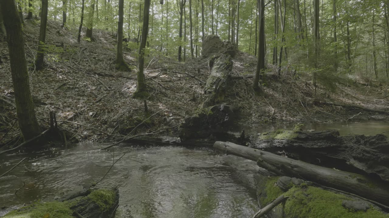 Fall Asleep in Minutes & Stop Overthinking | Primal Forest Stream | Delta Waves for Deep Sleep