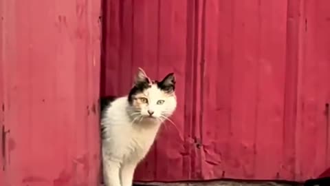 Mama Cat To The Rescue! 🐾 You Won't Believe What Happened!