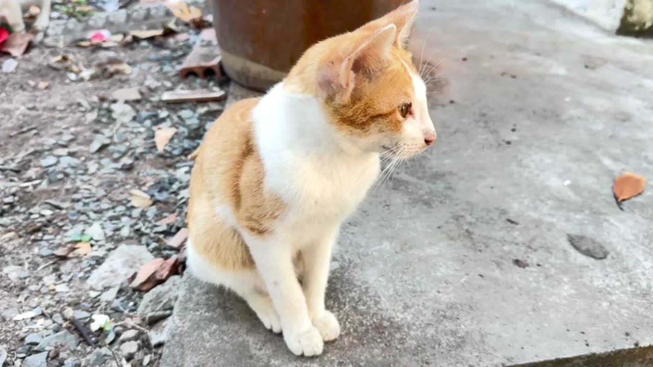 Cat eating activity #cat #fyp #catsoftiktok #cats #viral #foryou #catlover #cute #pet #funny