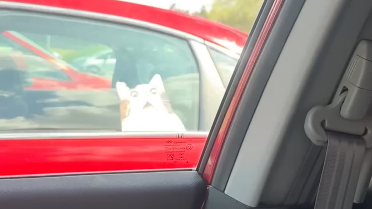 Dog Barks at Cat Sticker
