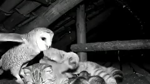 Roommates - Cat & Owl