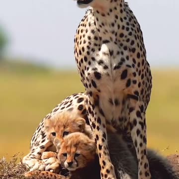 Wonderful World of Wildlife | Nature’s Beauty