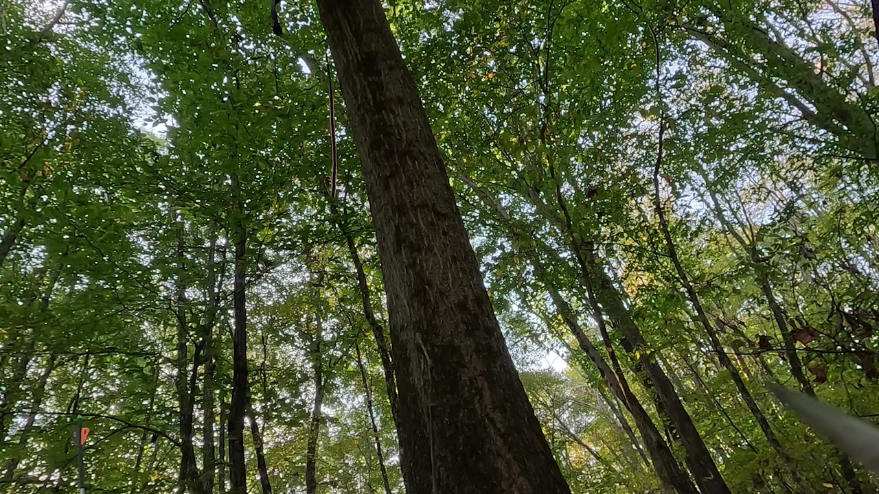 Man Falls 16ft Out of Tree Stand