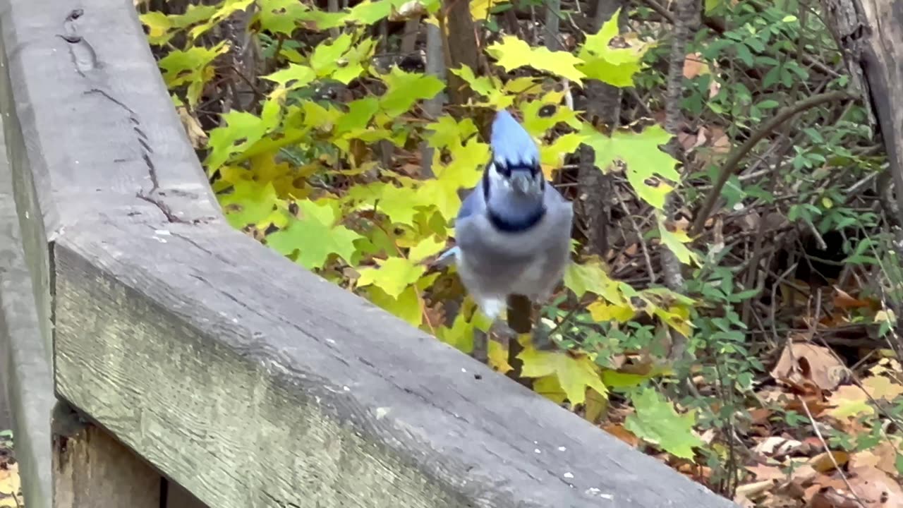 Hungry hungry blue jay