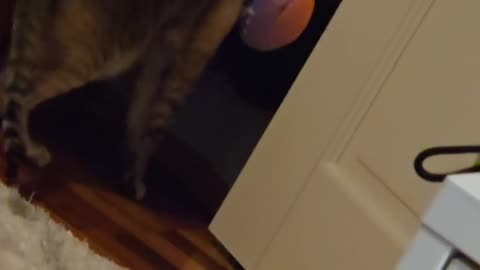 🤣😂 He's Trying His Best, But... Thievery Fail | FunFM