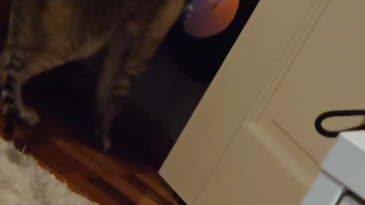 🤣😂 He's Trying His Best, But... Thievery Fail | FunFM