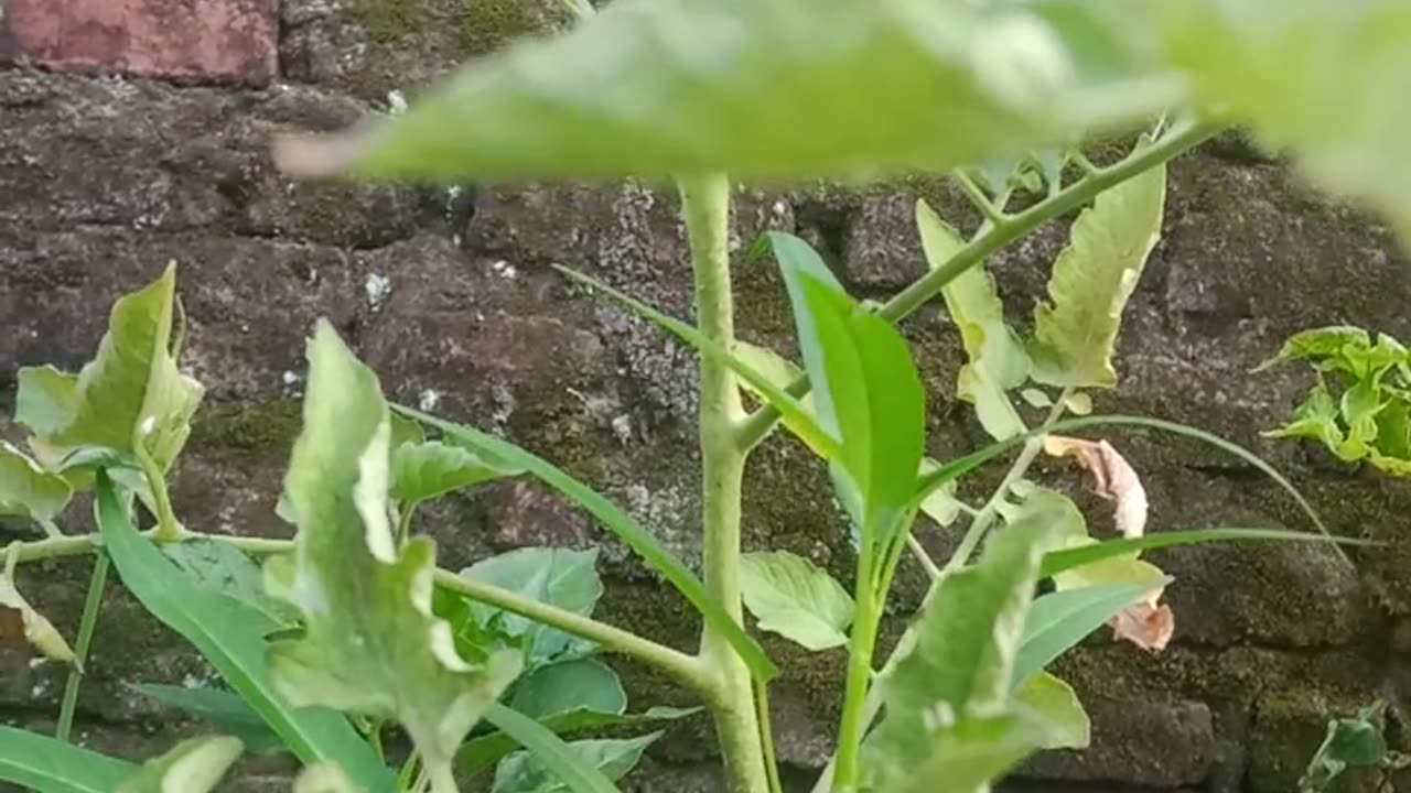 Tomat hijau