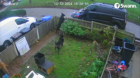 Dogs Take Advantage of Open Gate