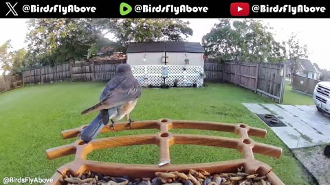 Bluebird baby comes for a visit