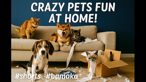 Cats and Dogs Wreck the House