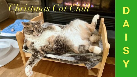 Daisy's Christmas Memories