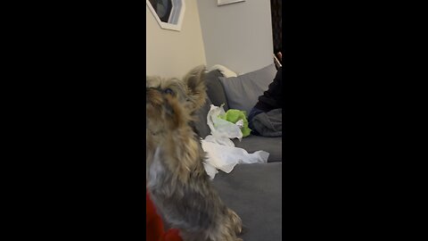 Dog goes crazy for new toy!