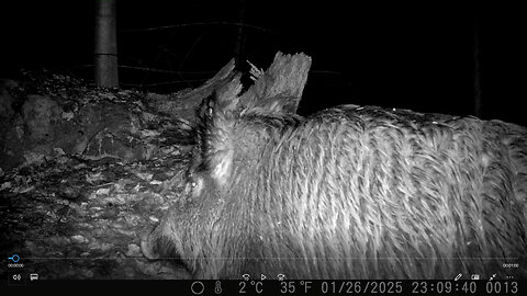 Wild boar in the forest at night - Wildschwein nachts im Wald