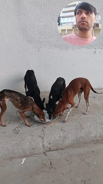 jivdaya mehsana Gujarat