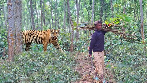 Tiger Attack in the Jungle: Royal Bengal Tiger Charges at Man | PSN Experiment"