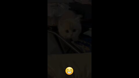 FUNNY CAT