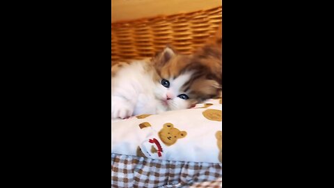 Kitty’s shower time