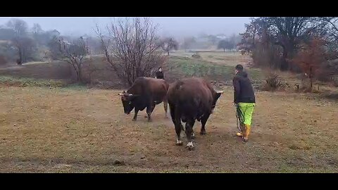 ŠEČERKO OD ELVIRA ARNAUTA VS CVIJAN OD MEHMEDA VARDE 2025