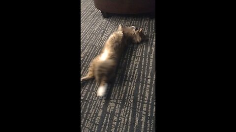 Smokey goes to Georgia, showing off his cuteness