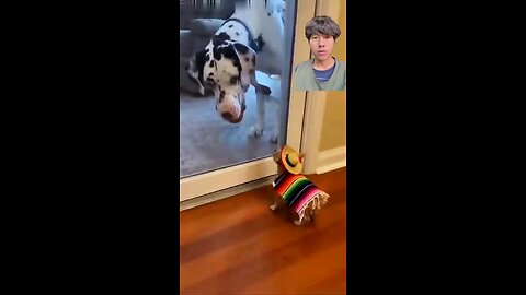 Mini version of Bông!