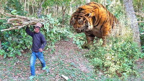 Bengal Tiger Attack Man | Royal Bengal Tiger Jungle Attack | Fun Made Tiger Attack Movie 2025 |